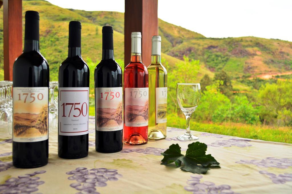 Actualmente Vinos 1750 cuenta cinco variedad: los tintos Cabernet Sauvignon, Syrah y Tannat; y los blancos Syrah Rosé y Torrontés. Foto: © Cecilia Requena Gallo