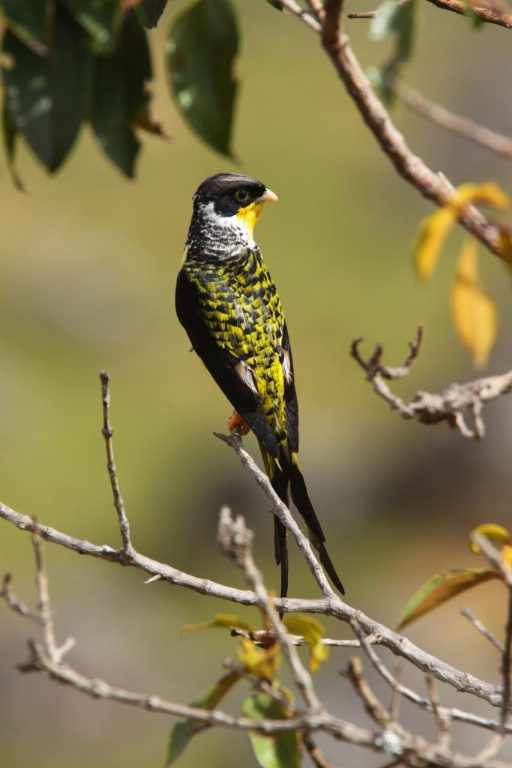 Palkachupa (Philabura boliviana)