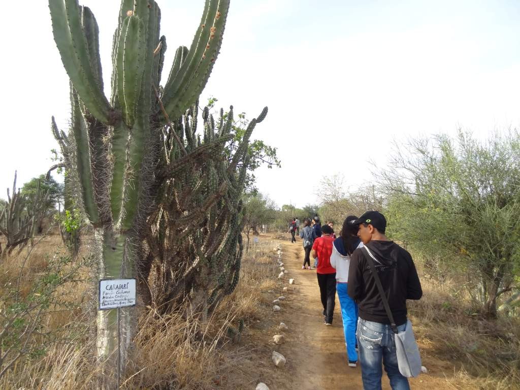a cactaceas