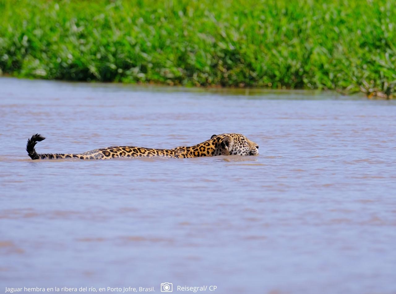 Expedición Pantanal 2026: FAM Trip exclusivo para agentes de viajes